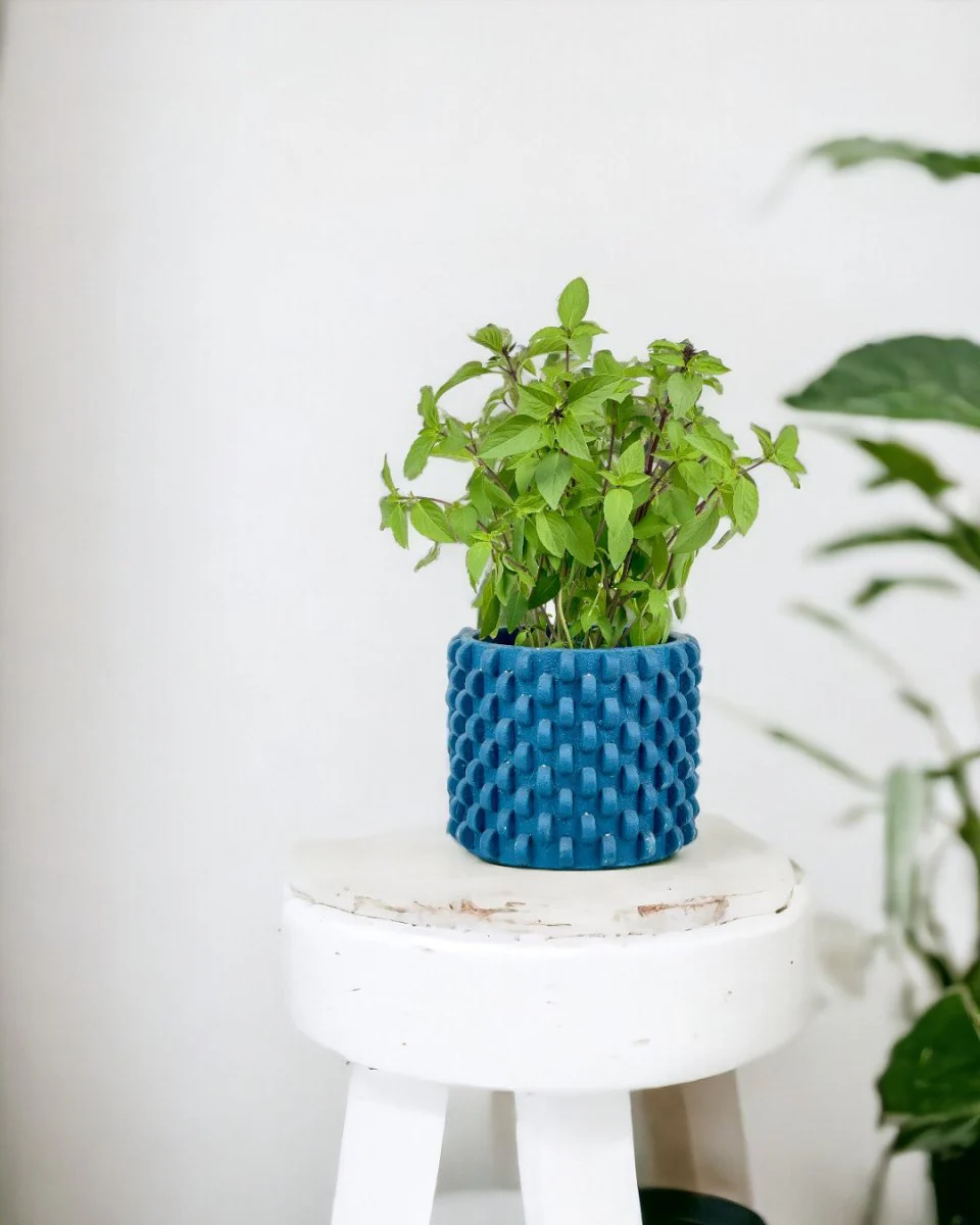 Thai Basil - Image 10