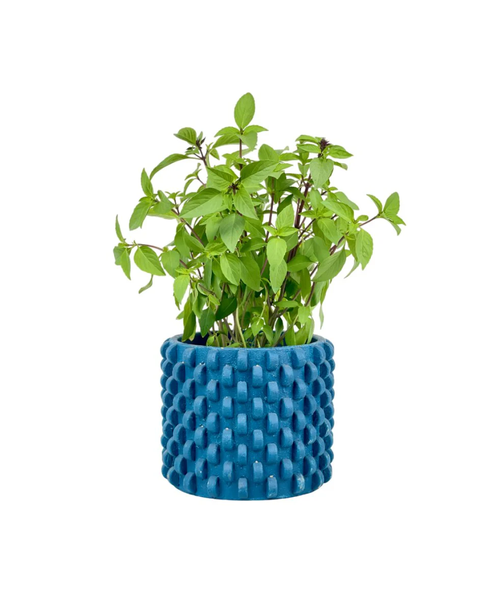 Thai Basil - Image 9
