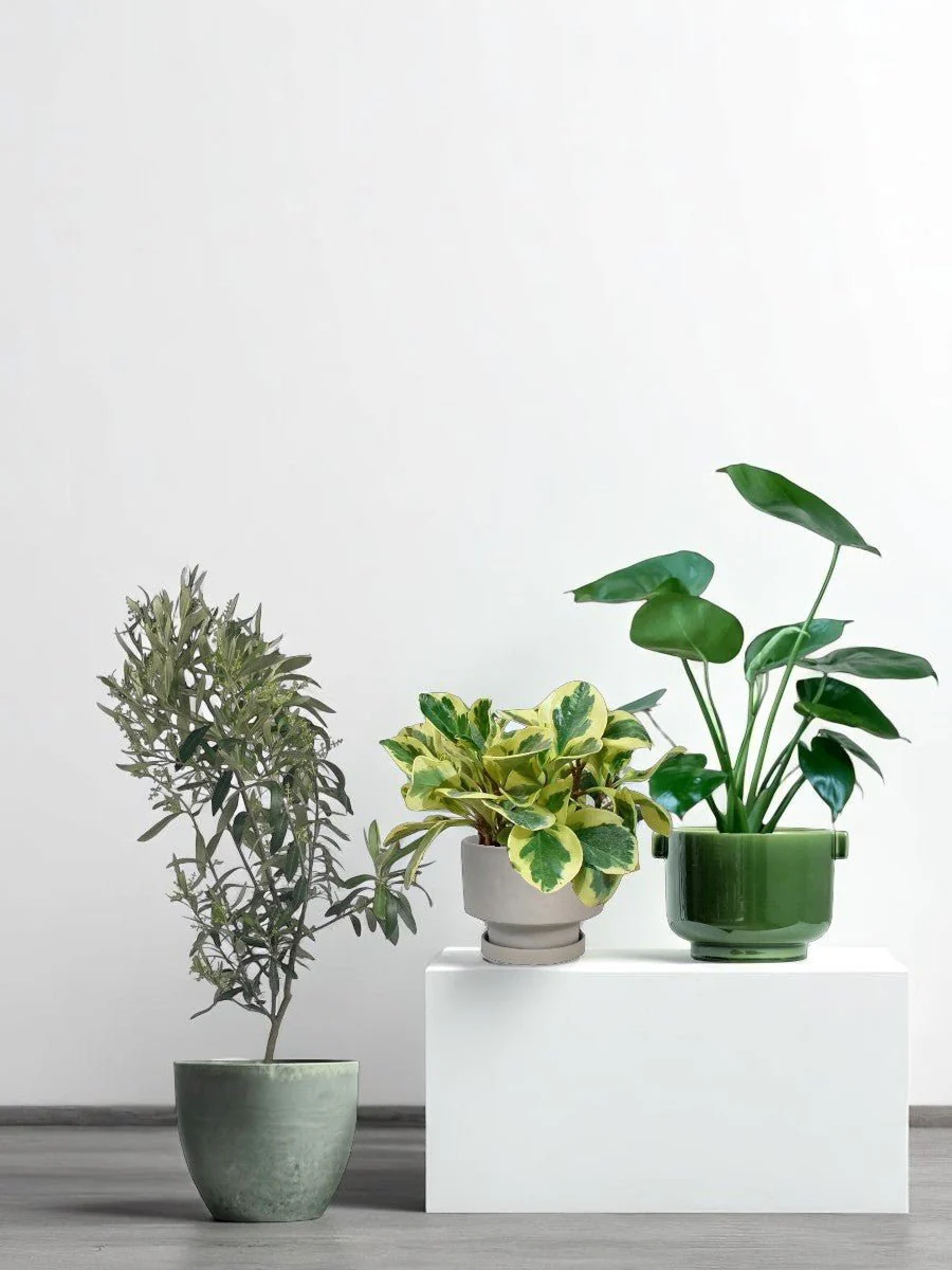 The Instagram Set - Image 6