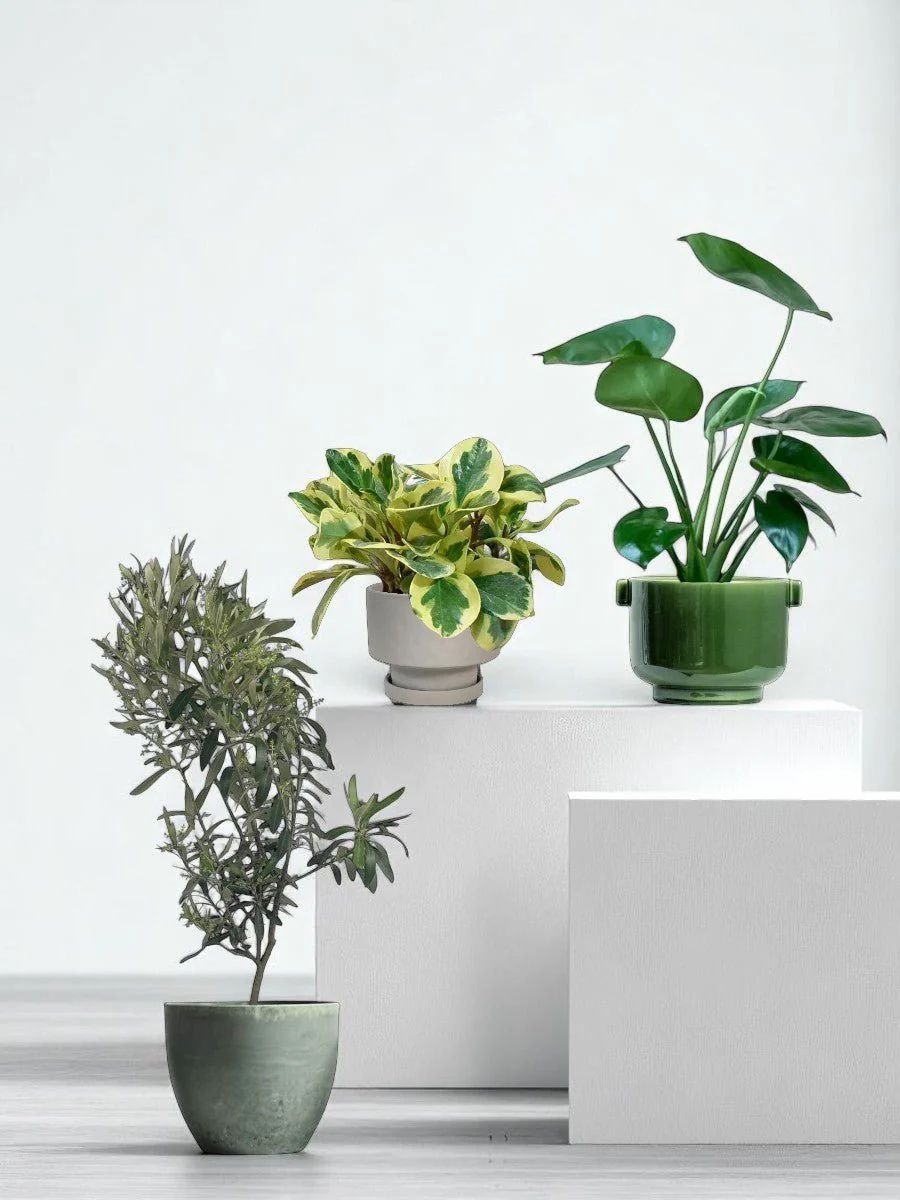 The Instagram Set - Image 9