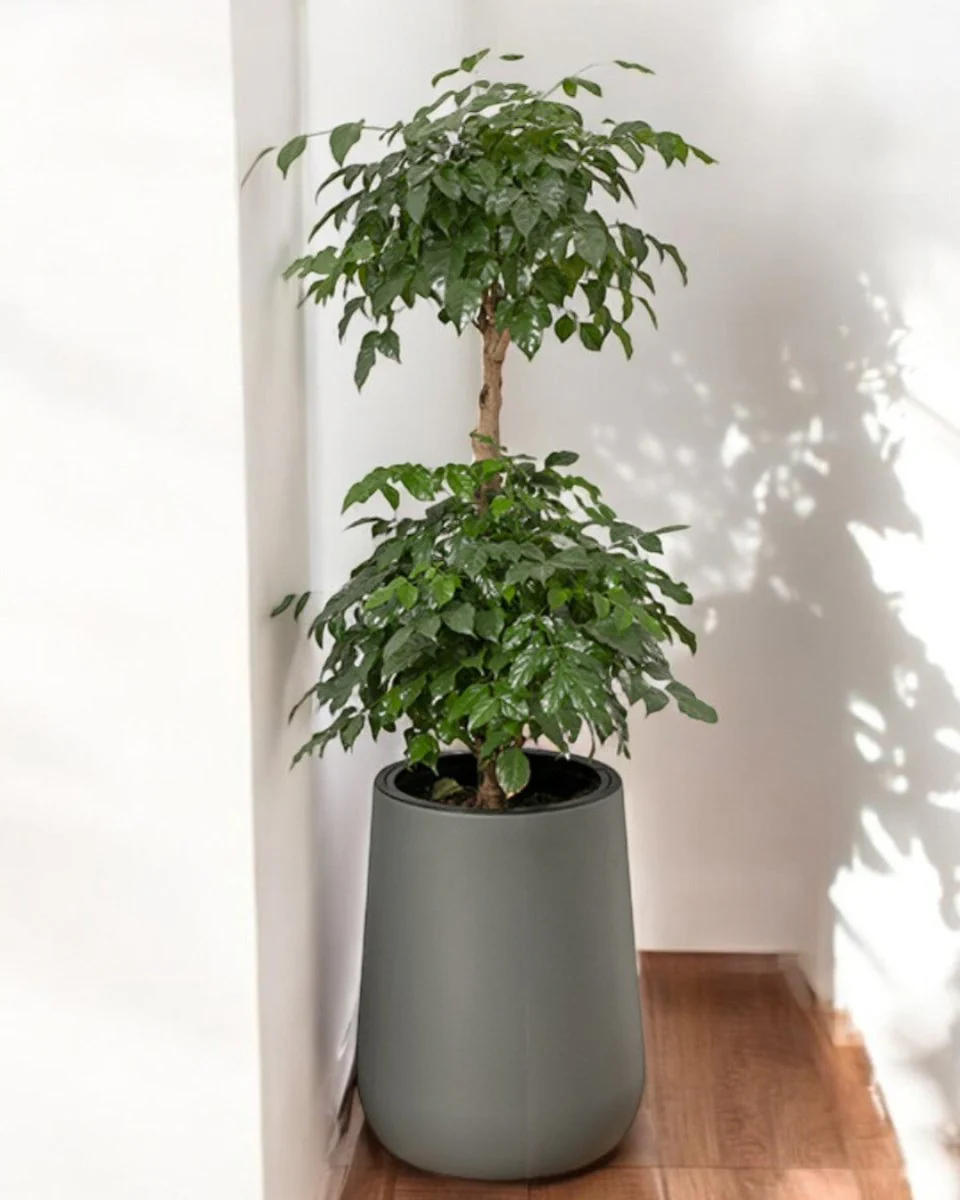 Tulip Pot - HydroEase Planter - XL - Image 3