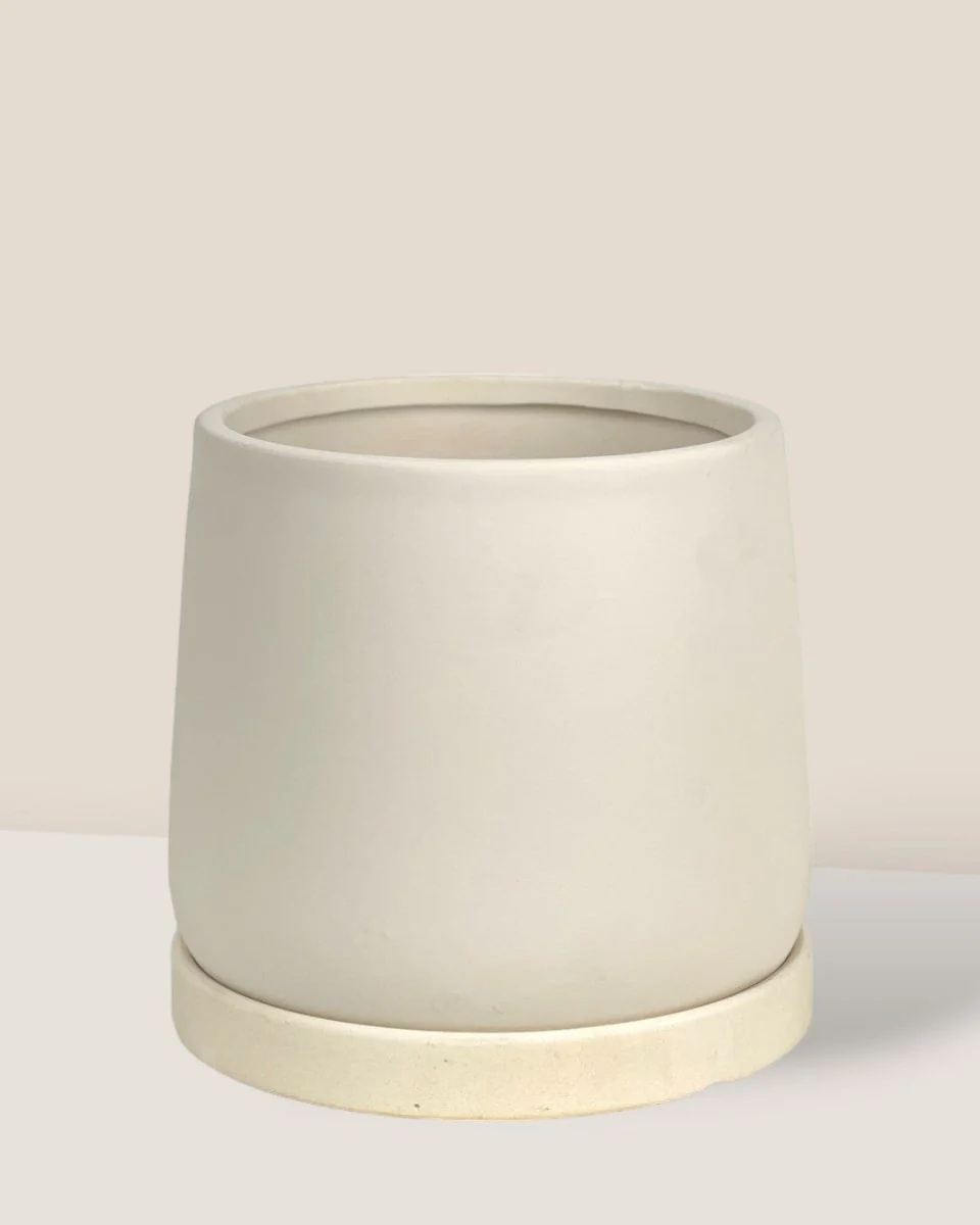 Tulip Terracotta - Small - Image 16