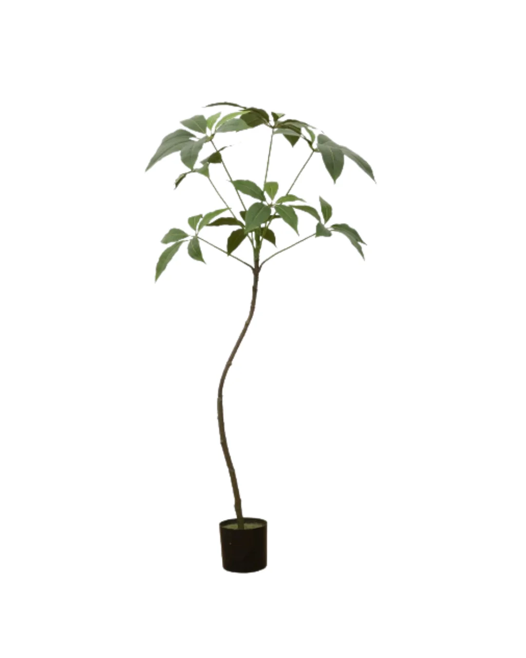 Umbrella Plant (Life-like Artificial) - Image 3