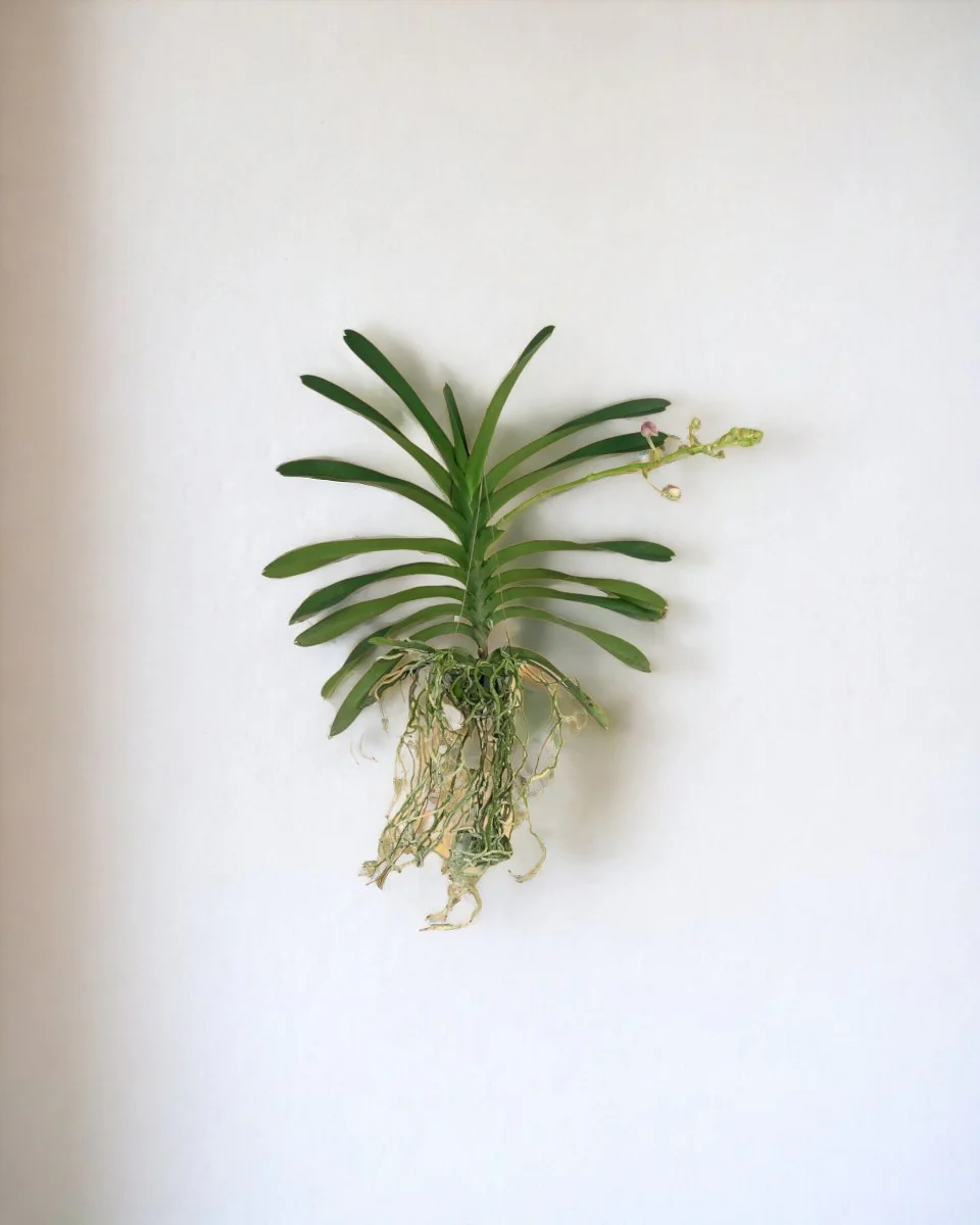 Vanda Orchid - Image 2