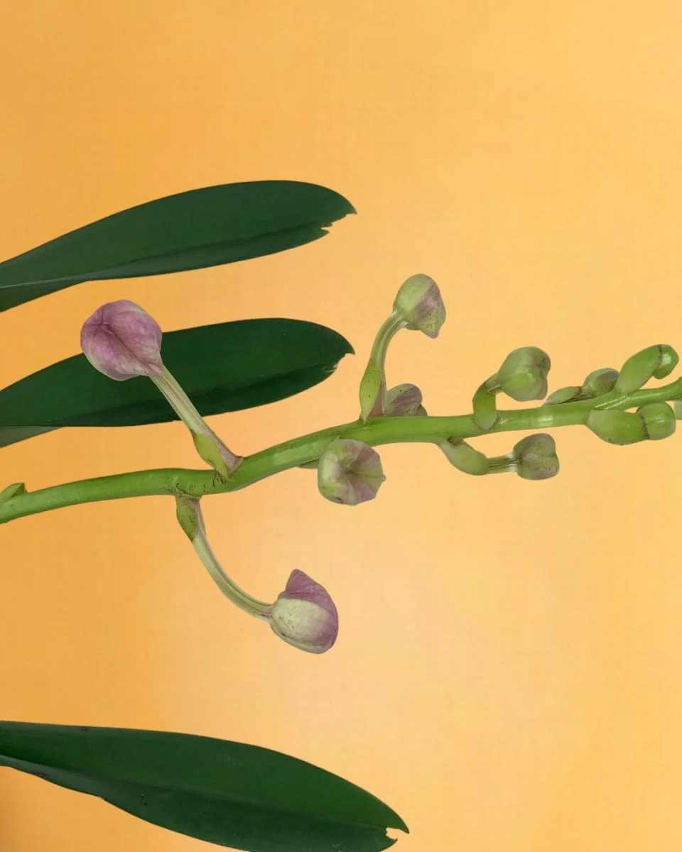 Vanda Orchid - Image 4