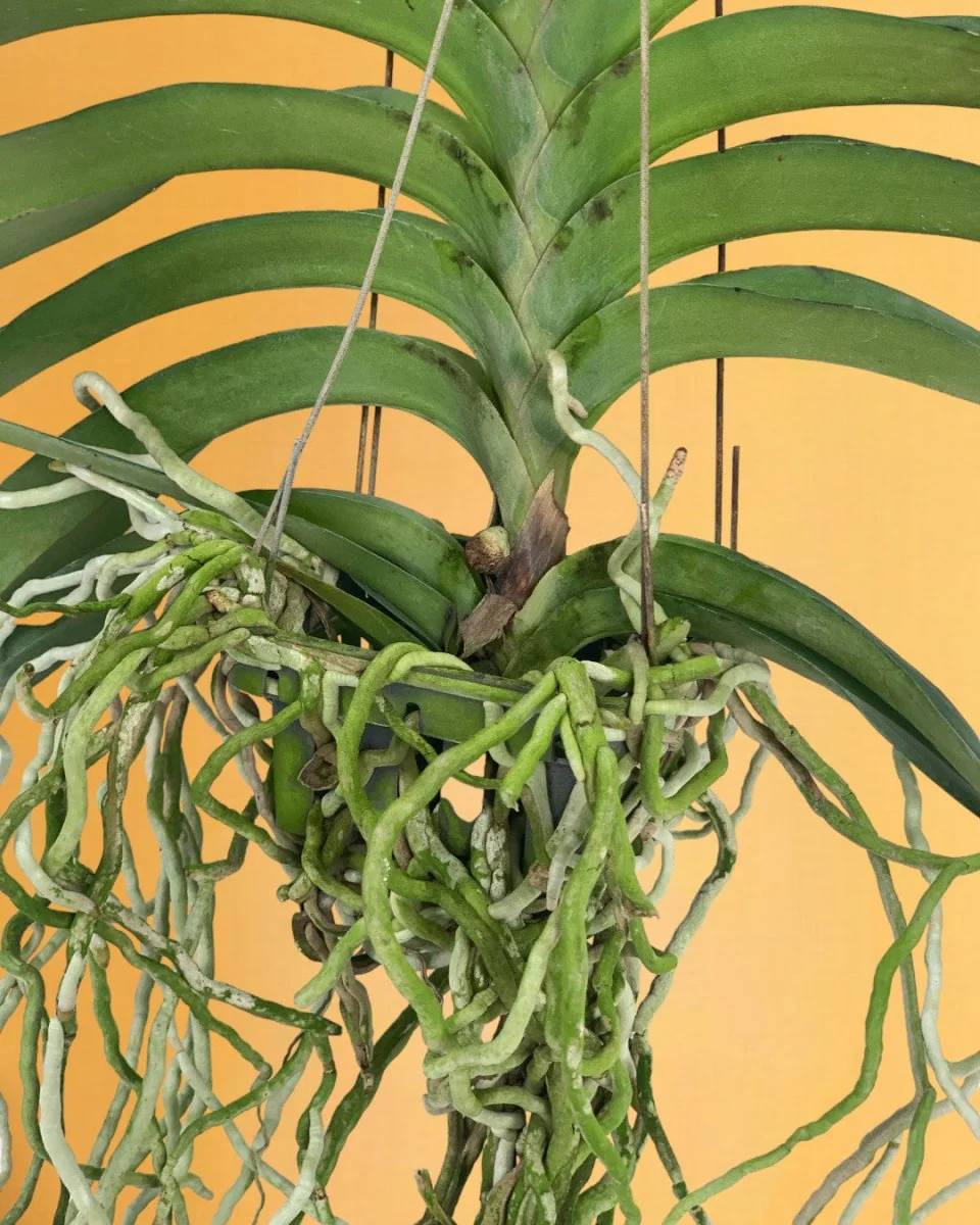 Vanda Orchid - Image 5