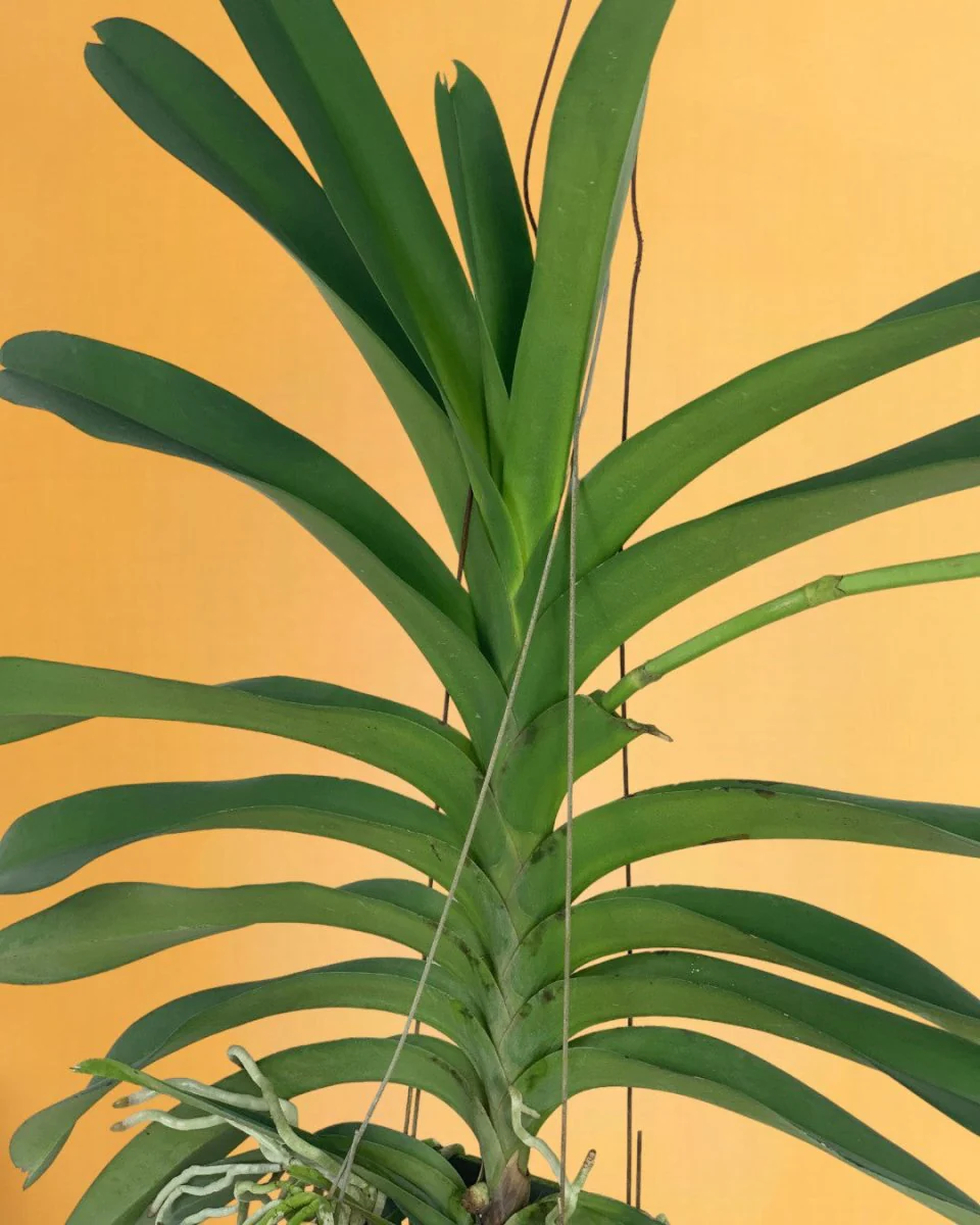 Vanda Orchid - Image 6