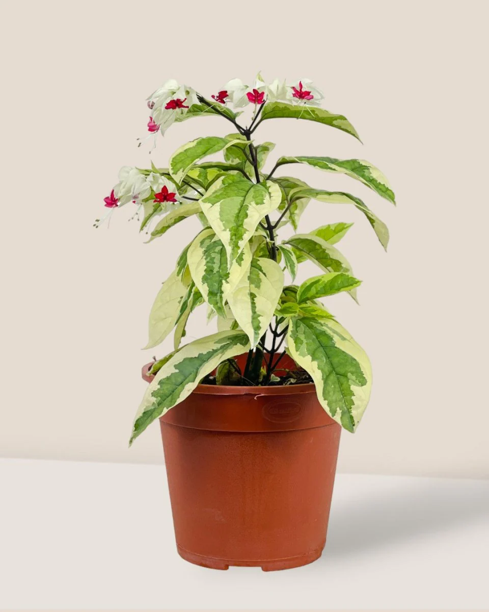 Variegated Clerodendrum Batik - Image 3