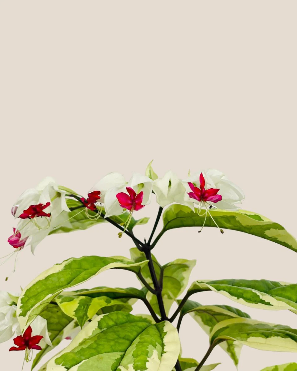 Variegated Clerodendrum Batik - Image 5