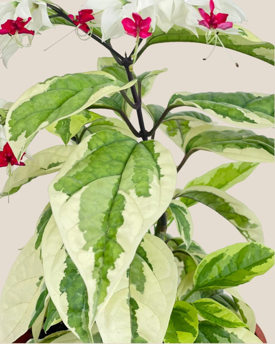 Variegated Clerodendrum Batik - Image 6