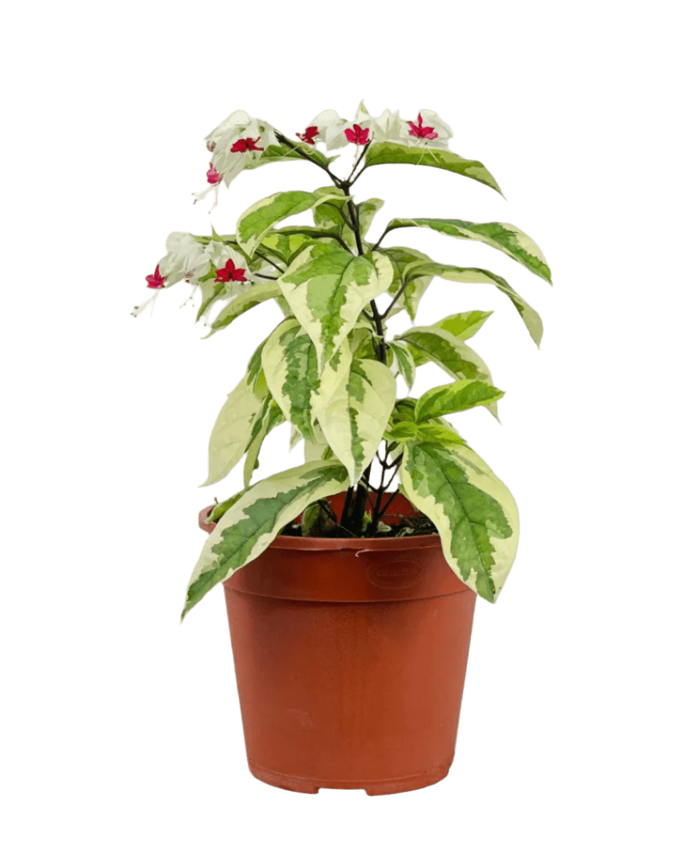 Variegated Clerodendrum Batik - Image 7