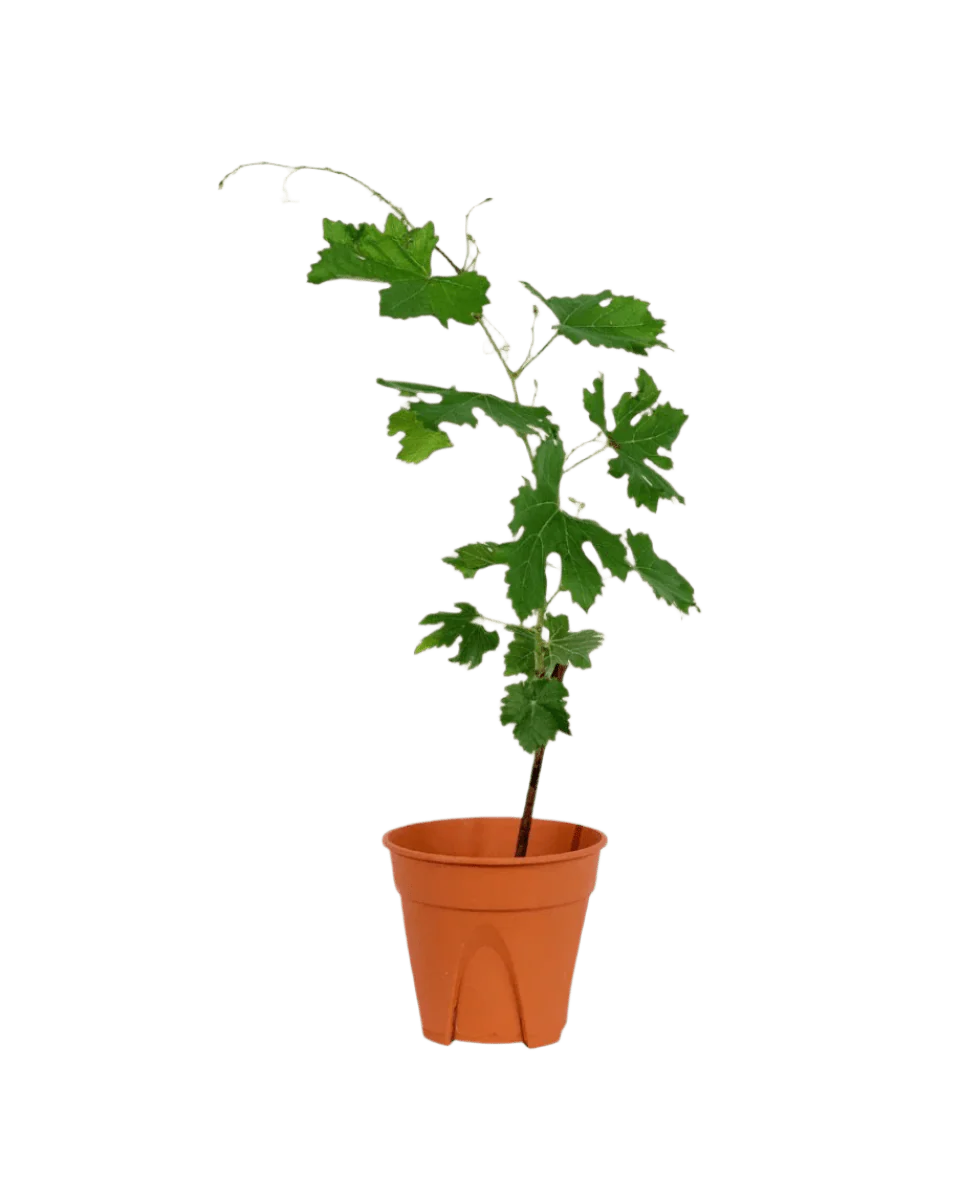 Vitis Vinifera - Grapes - Image 15