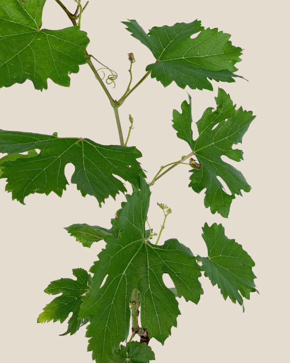 Vitis Vinifera - Grapes - Image 6