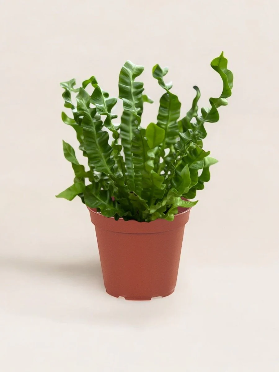 Wavy Bird Nest Fern - Image 6