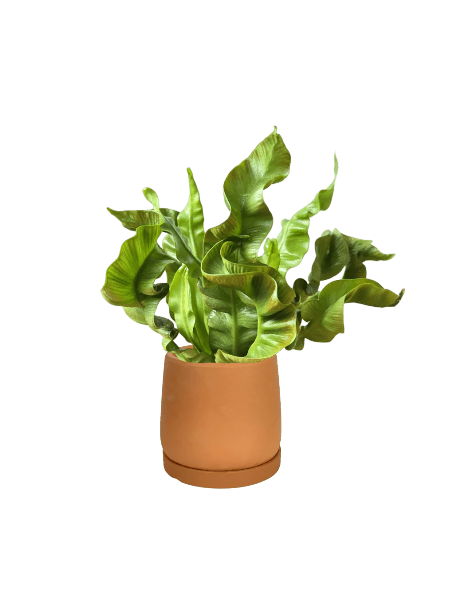 Wavy Bird Nest Fern Baby