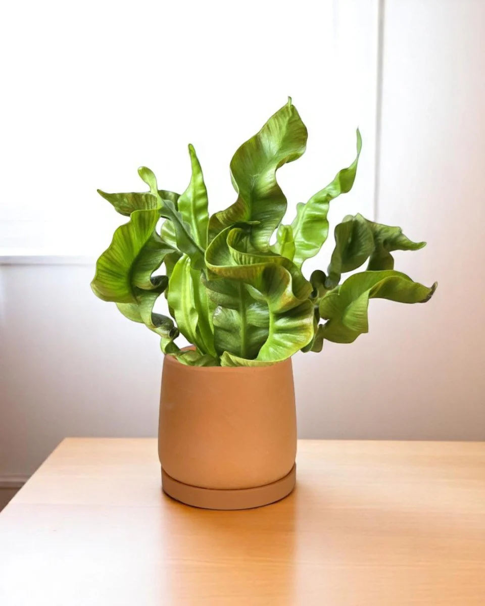 Wavy Bird Nest Fern Baby - Image 2