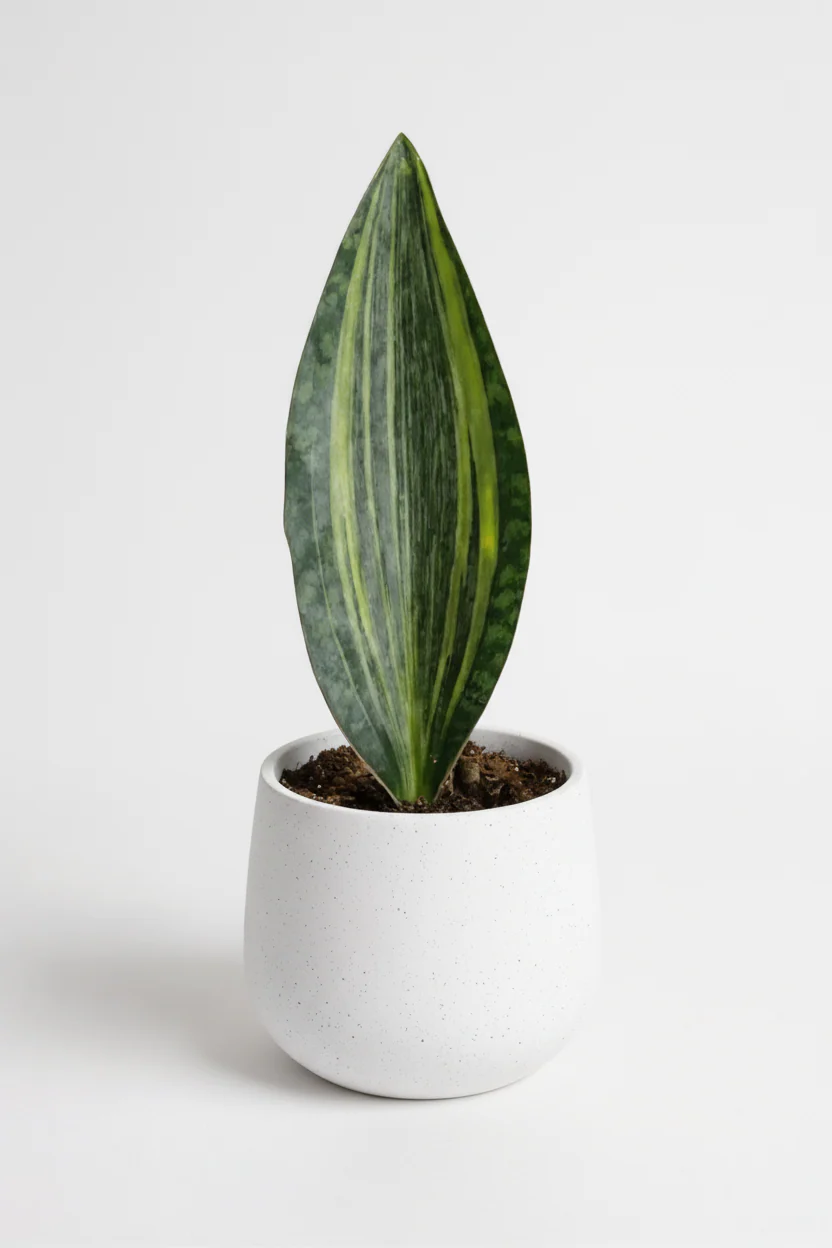 Whale Fin Variegated Snake Plant - Large - Image 5