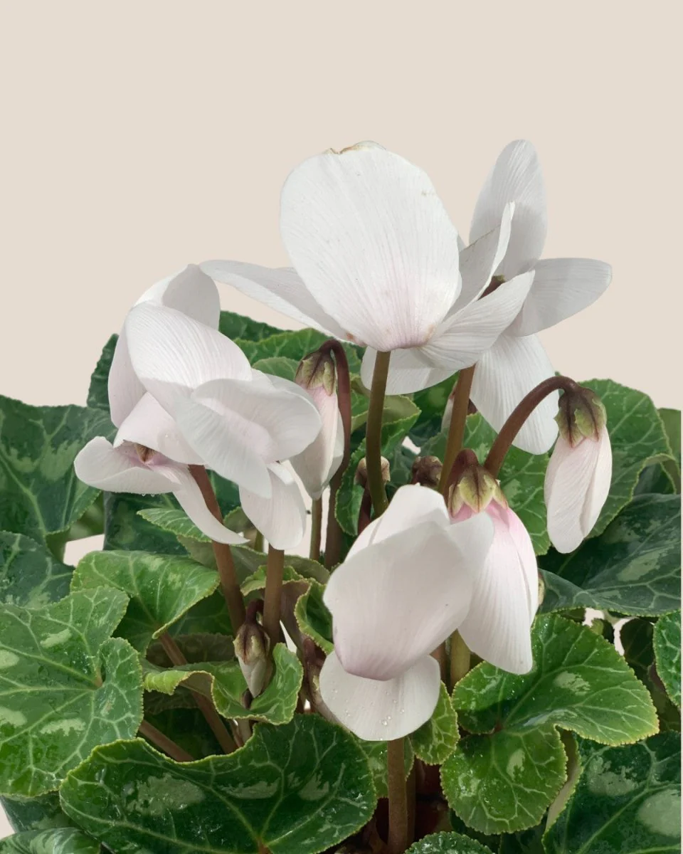 Cyclamen Flower - Image 4