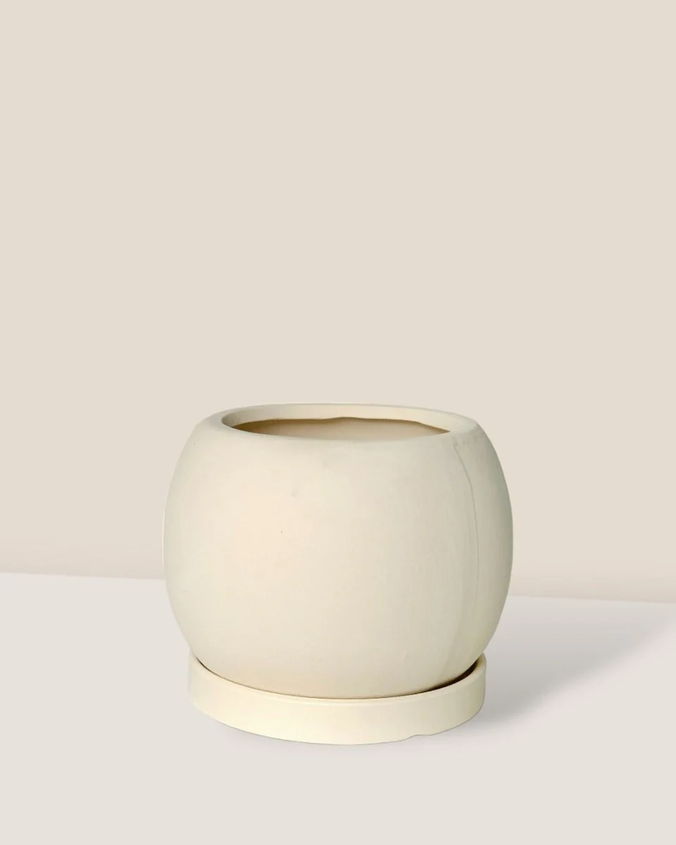 White Flour Planter - Image 10