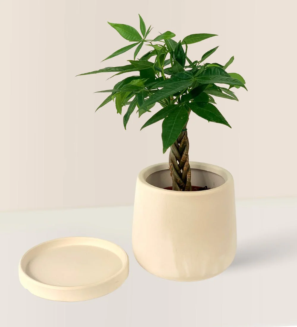 White Flour Planter - Image 4