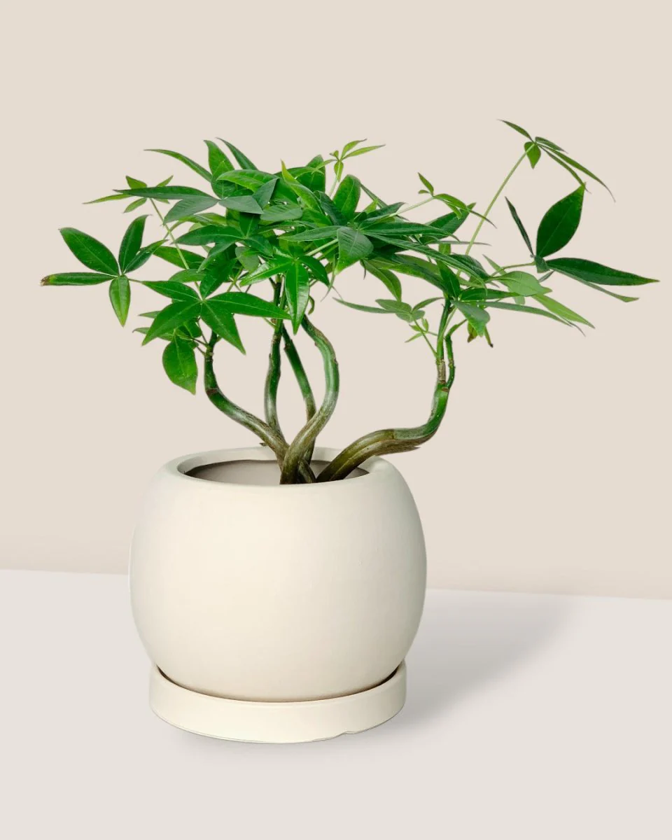 White Flour Planter - Image 7