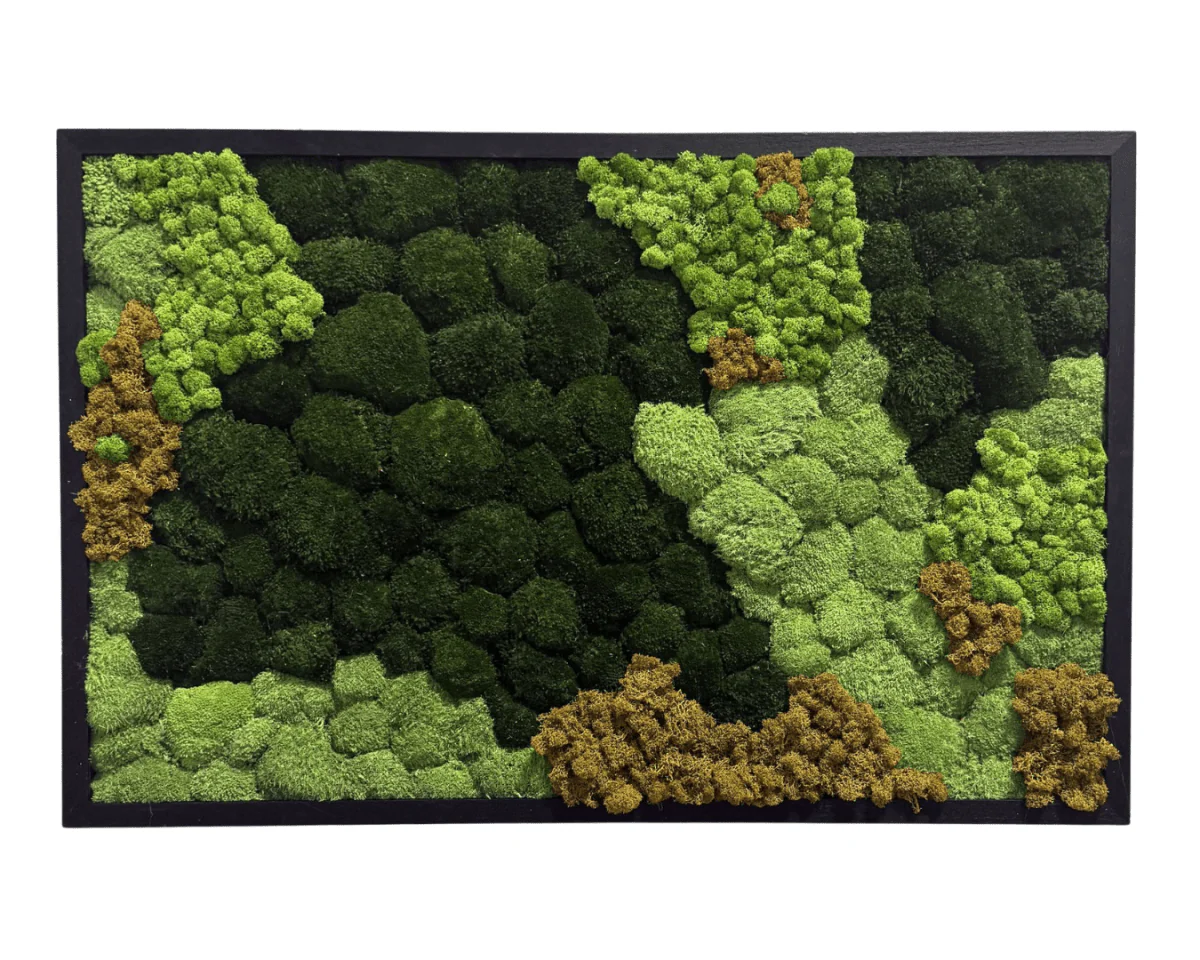 XL Frame - Preserved Plants: MOSS. - Image 3