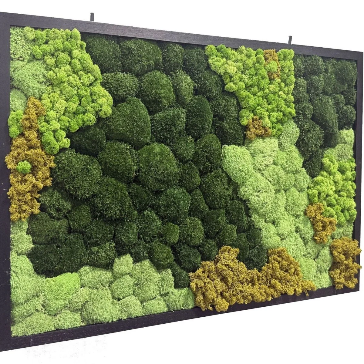 XL Frame - Preserved Plants: MOSS. - Image 4