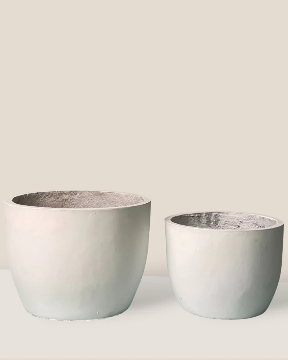 Lyra XL - Image 3