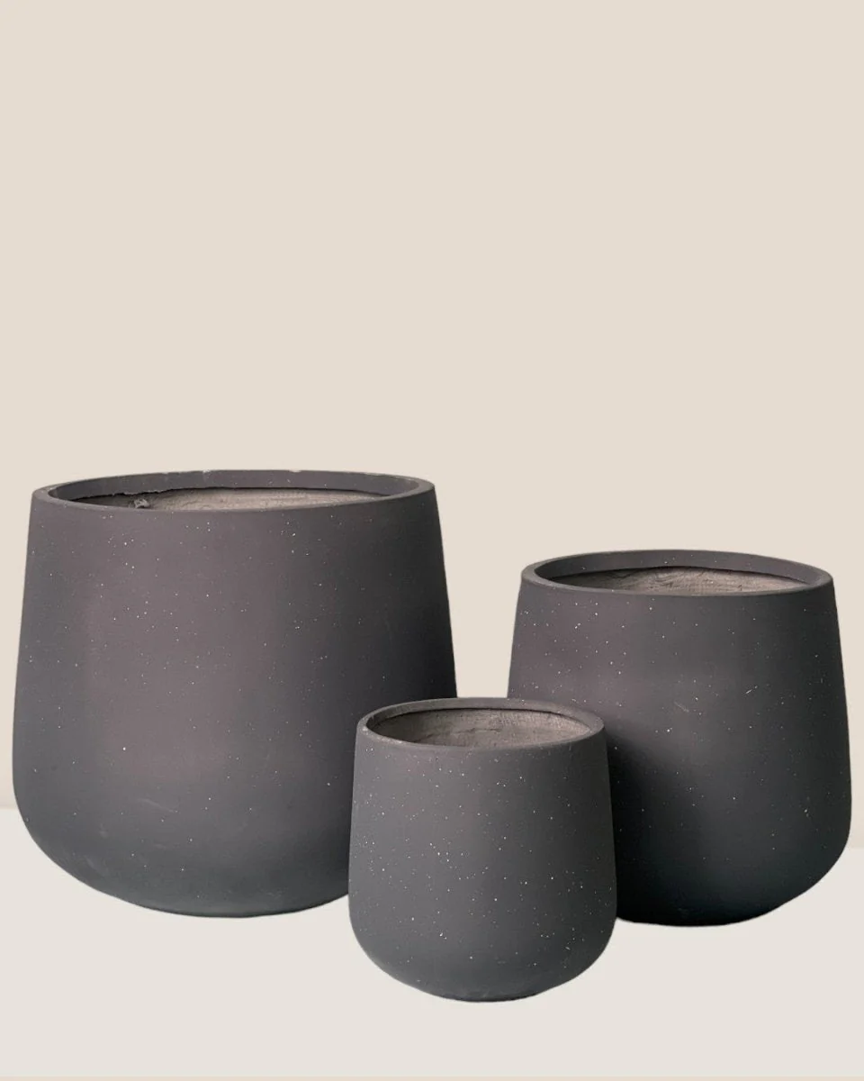Sienna XXL - Image 3