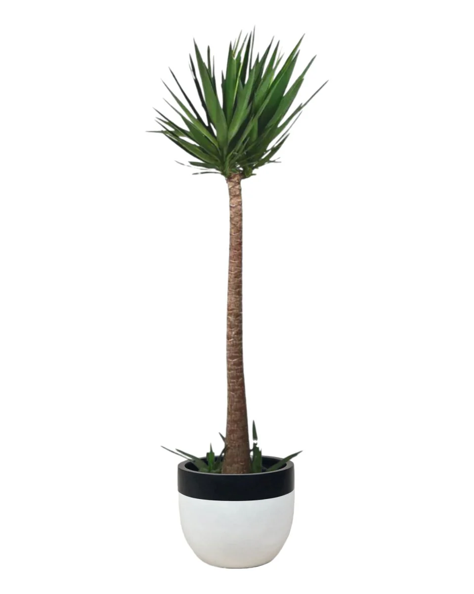 Yucca Cane