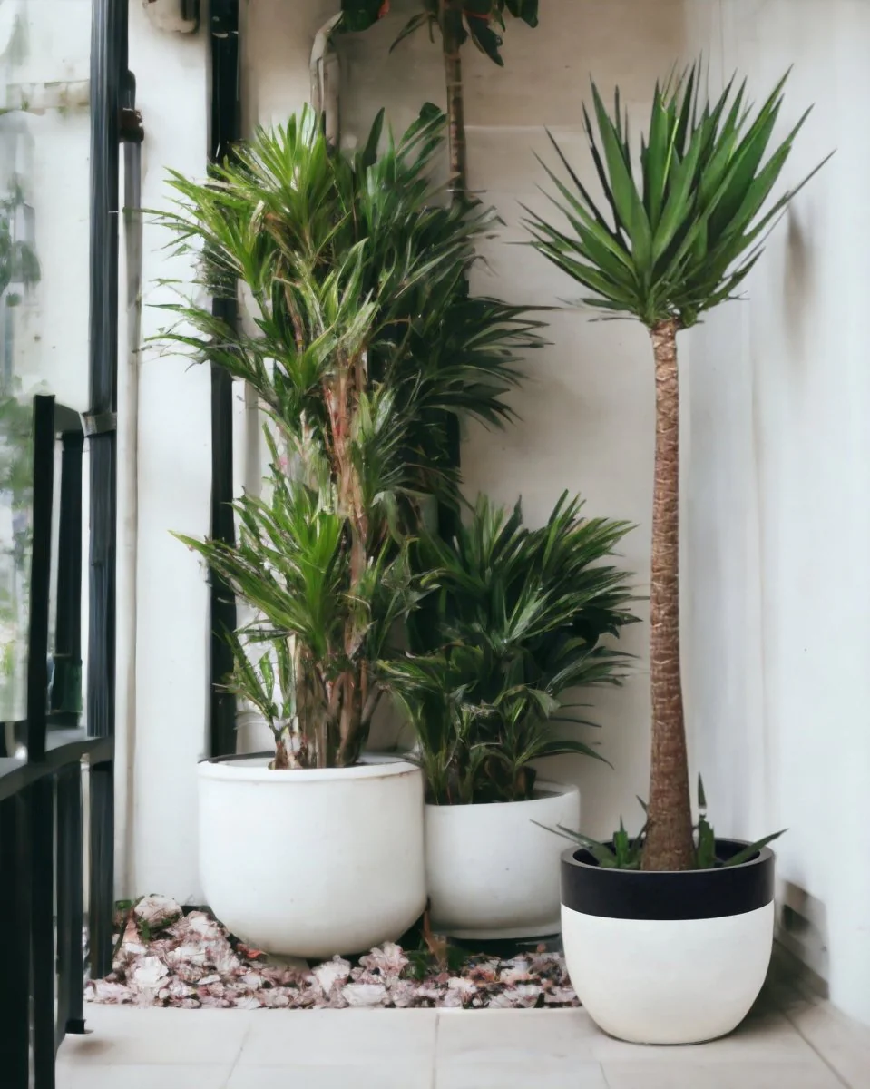 Yucca Cane - Image 2