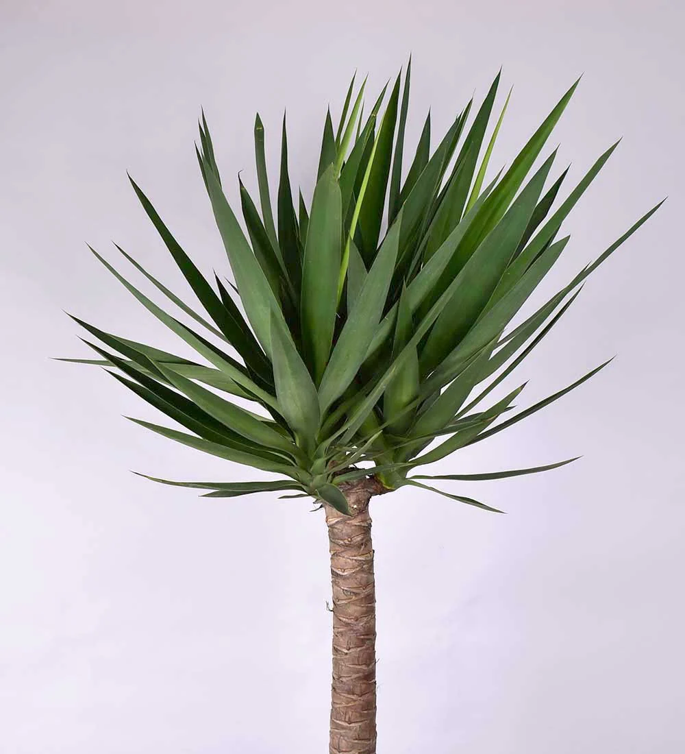 Yucca Cane - Image 3