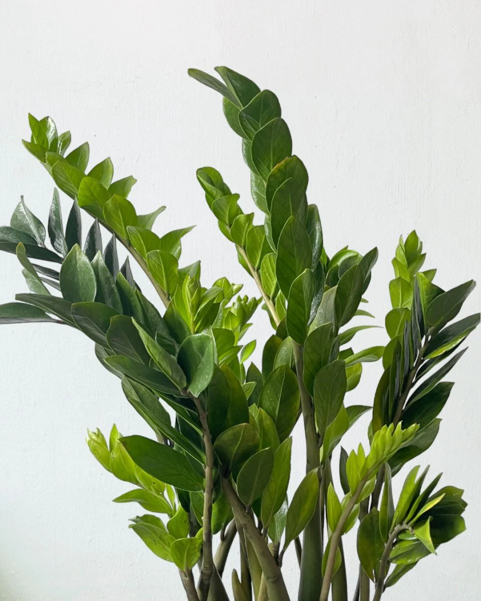 ZZ Plant - XL - Image 6
